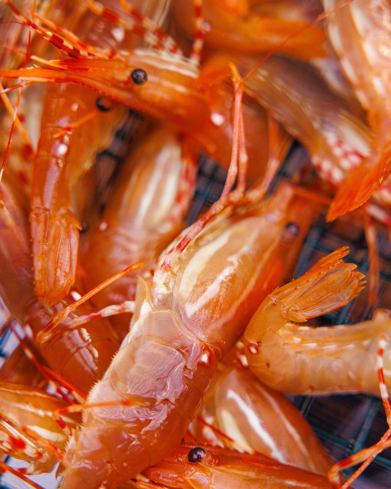 Fresh prawns from the Pacific Ocean